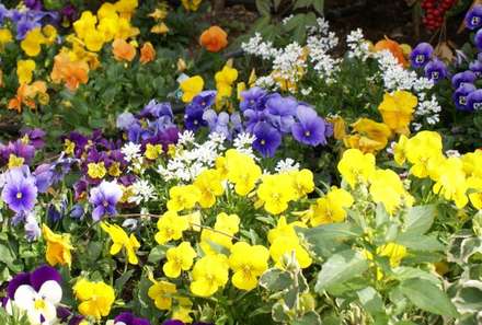 Flowerbed — Nature, photograph by Gianluca Attura