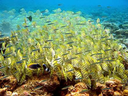 School of Fish — Nature, photograph by Gianluca Attura