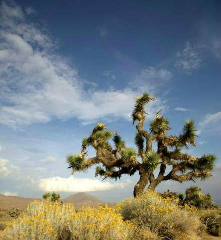 Cactus — Nature, photograph by Gianluca Attura
