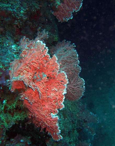 Pink Coral — Nature, photograph by Gianluca Attura