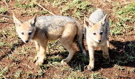 Dingo Pups — Nature, photograph by Gianluca Attura