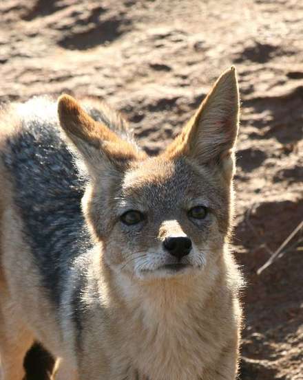 Dingo — Nature, photograph by Gianluca Attura