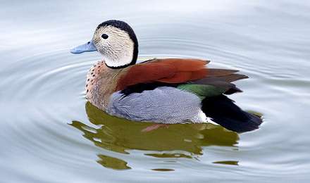Duck — Nature, photograph by Gianluca Attura