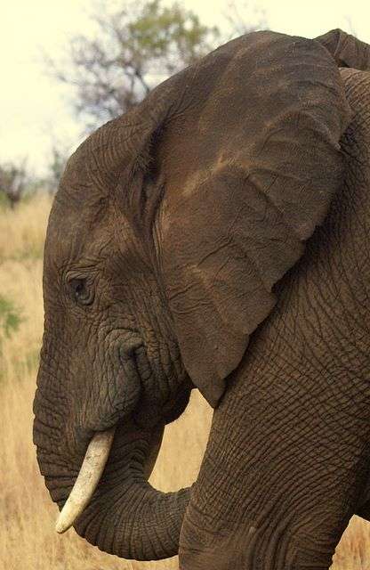 Elephant — Nature, photograph by Gianluca Attura