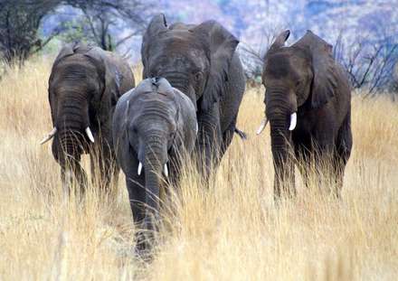 Elephants — Nature, photograph by Gianluca Attura