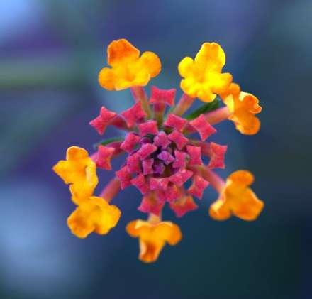 Yellow & Red Flower — Nature, photograph by Gianluca Attura