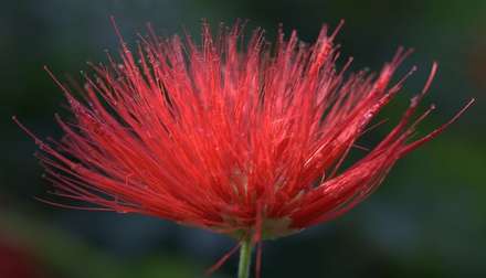 Red Flower — Nature, photograph by Gianluca Attura