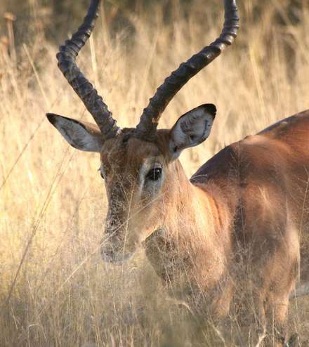 Gazelle — Nature, photograph by Gianluca Attura