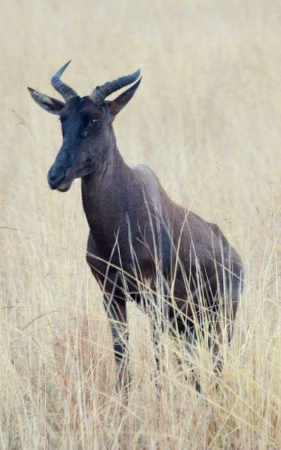 Wildebeest — Nature, photograph by Gianluca Attura