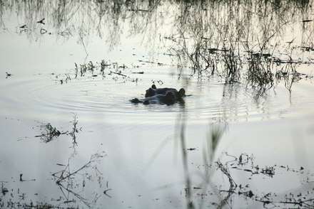 Hippopotamus — Nature, photograph by Gianluca Attura