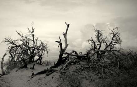 Desert Wood — Nature, photograph by Gianluca Attura