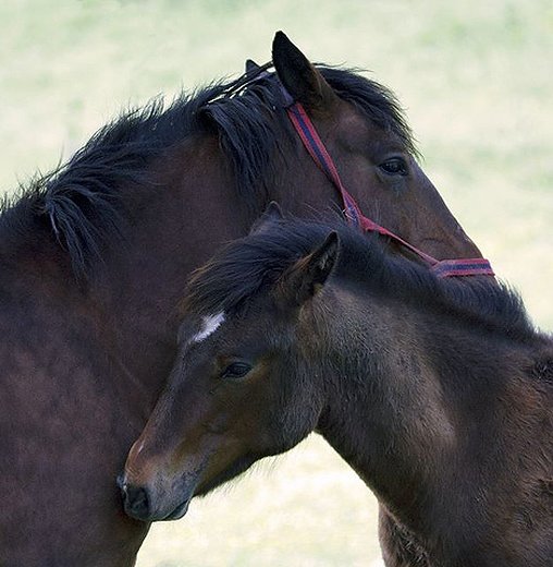 Mare and Foal — Nature, photograph by Gianluca Attura