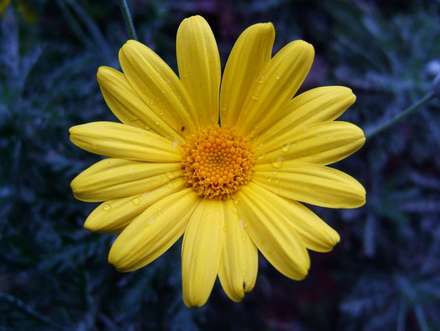 Daisy — Nature, photograph by Gianluca Attura