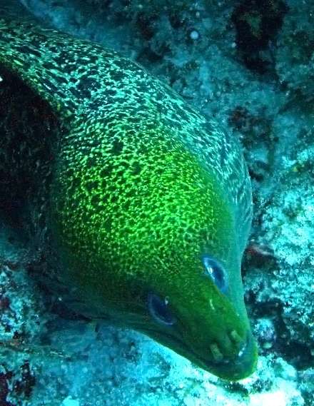 Moray Eel — Nature, photograph by Gianluca Attura