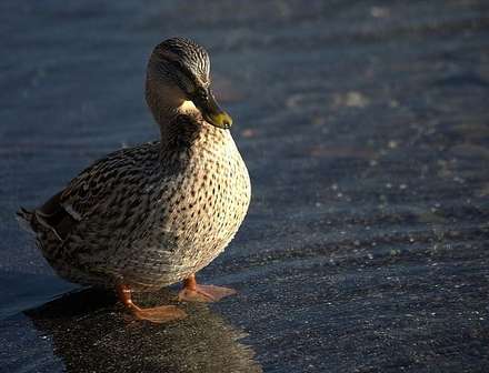 Duckling — Nature, photograph by Gianluca Attura