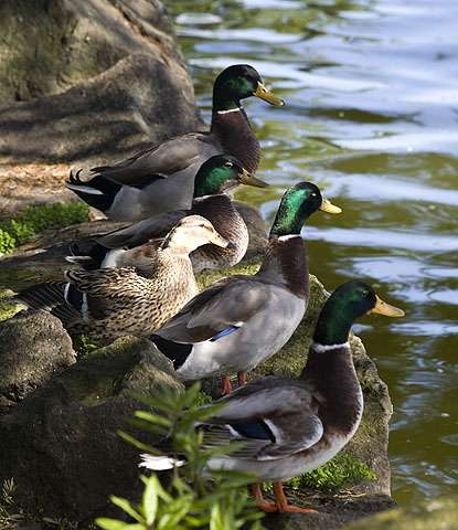 Ducklings — Nature, photograph by Gianluca Attura