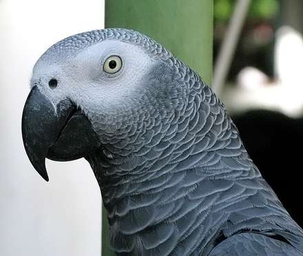 Parrot — Nature, photograph by Gianluca Attura