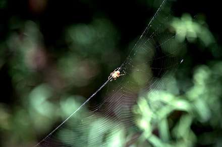 Spiderweb — Nature, photograph by Gianluca Attura