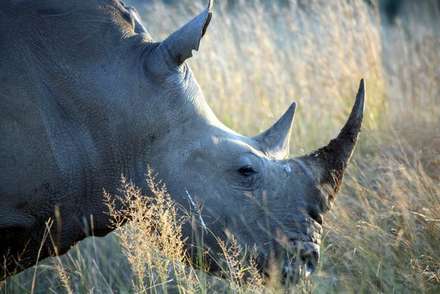 Rhinoceros — Nature, photograph by Gianluca Attura