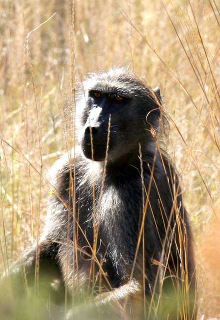 Monkey — Nature, photograph by Gianluca Attura