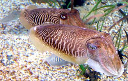Cuttlefish — Nature, photograph by Gianluca Attura