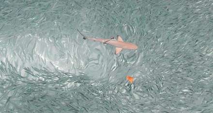 Shark — Nature, photograph by Gianluca Attura