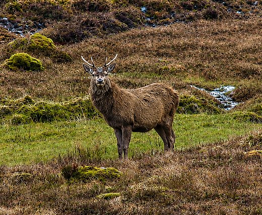 Stag — Nature, photograph by Gianluca Attura