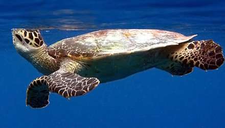 Turtle — Nature, photograph by Gianluca Attura