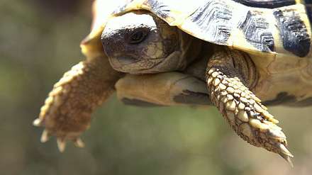Tortoise — Nature, photograph by Gianluca Attura