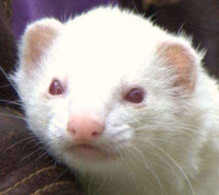 Albino Mink — Nature, photograph by Gianluca Attura