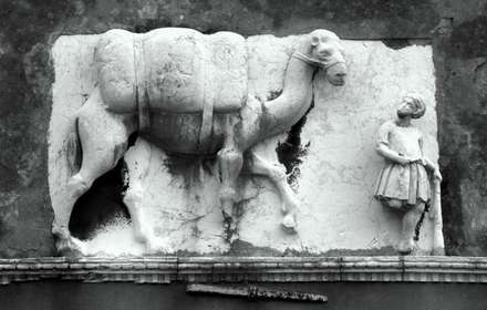 Camel in Venice — Places, photograph by Gianluca Attura